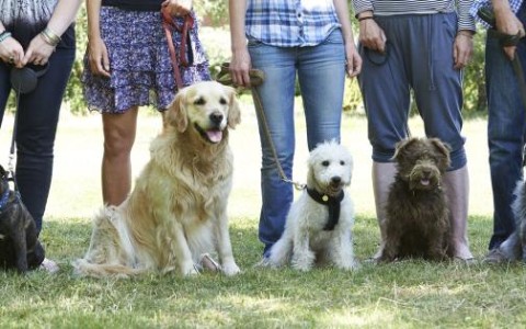 “作为训犬师，我绝不会选择养这三种犬种”
